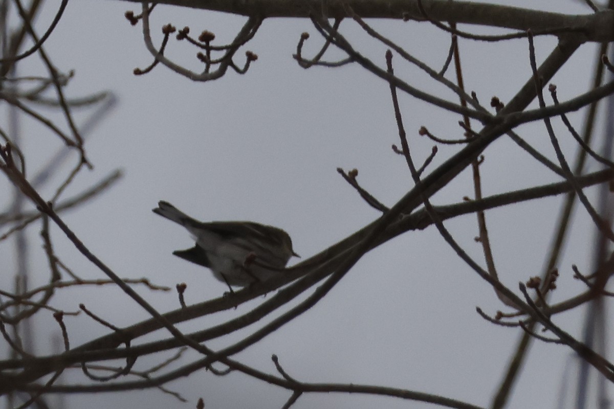 Yellow-rumped Warbler (Myrtle) - ML652201434