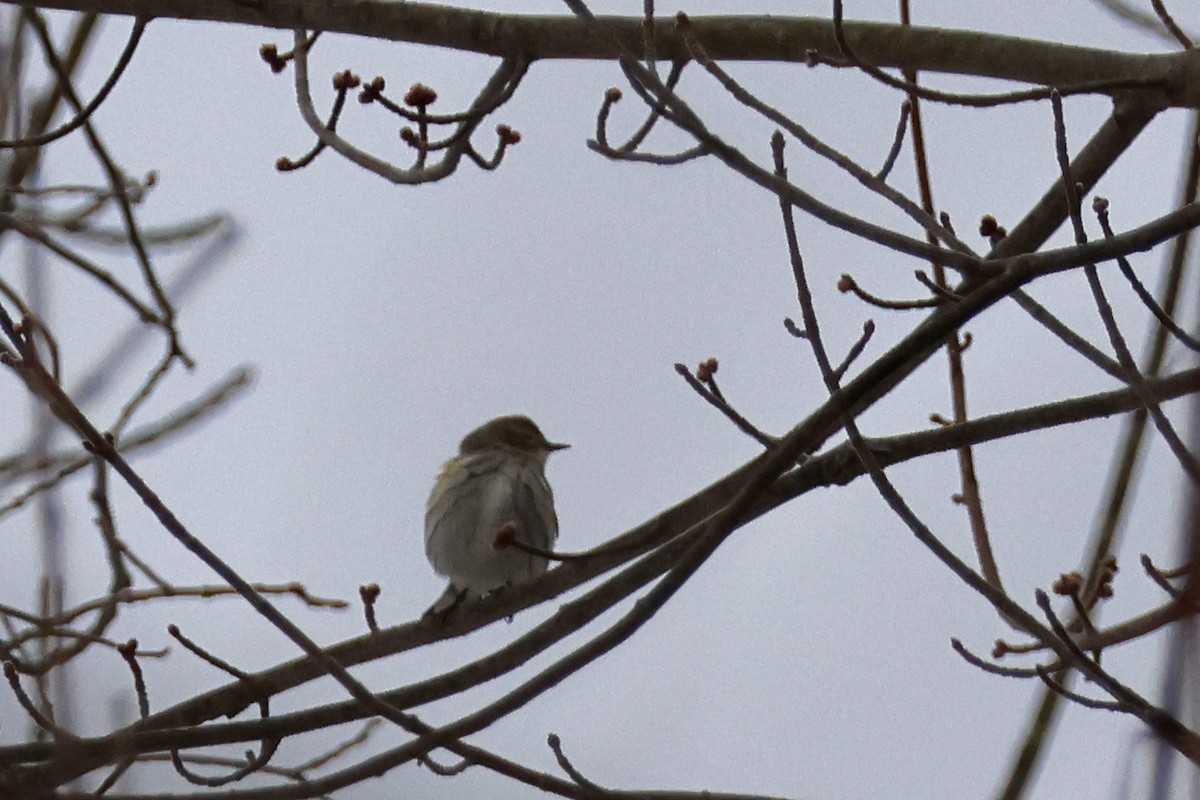 Yellow-rumped Warbler (Myrtle) - ML652201435