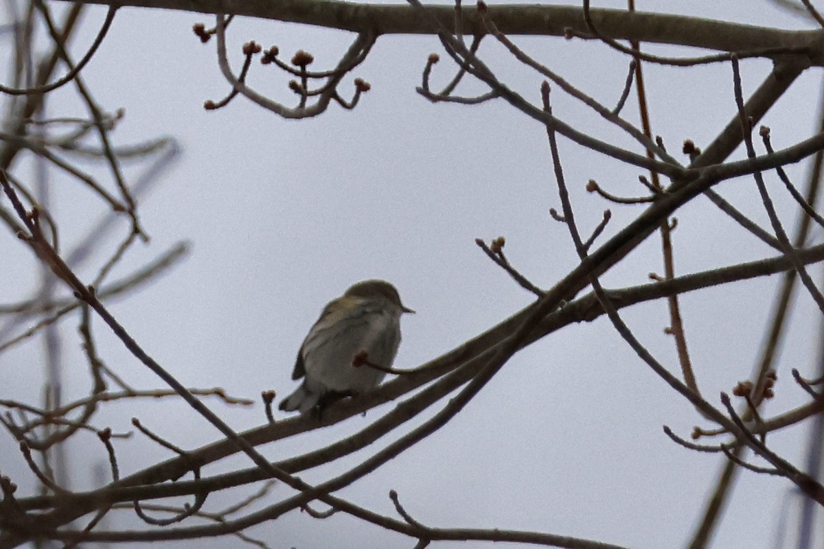 Yellow-rumped Warbler (Myrtle) - ML652201436