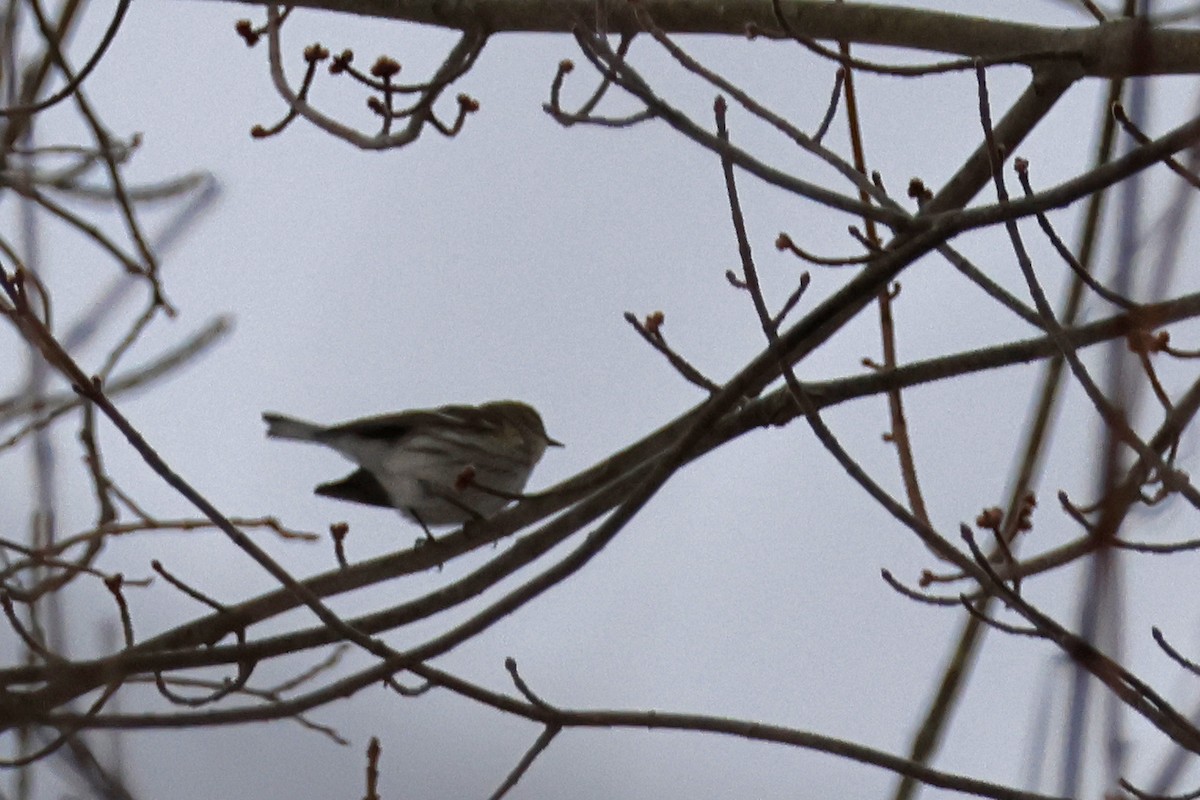 Yellow-rumped Warbler (Myrtle) - ML652201437