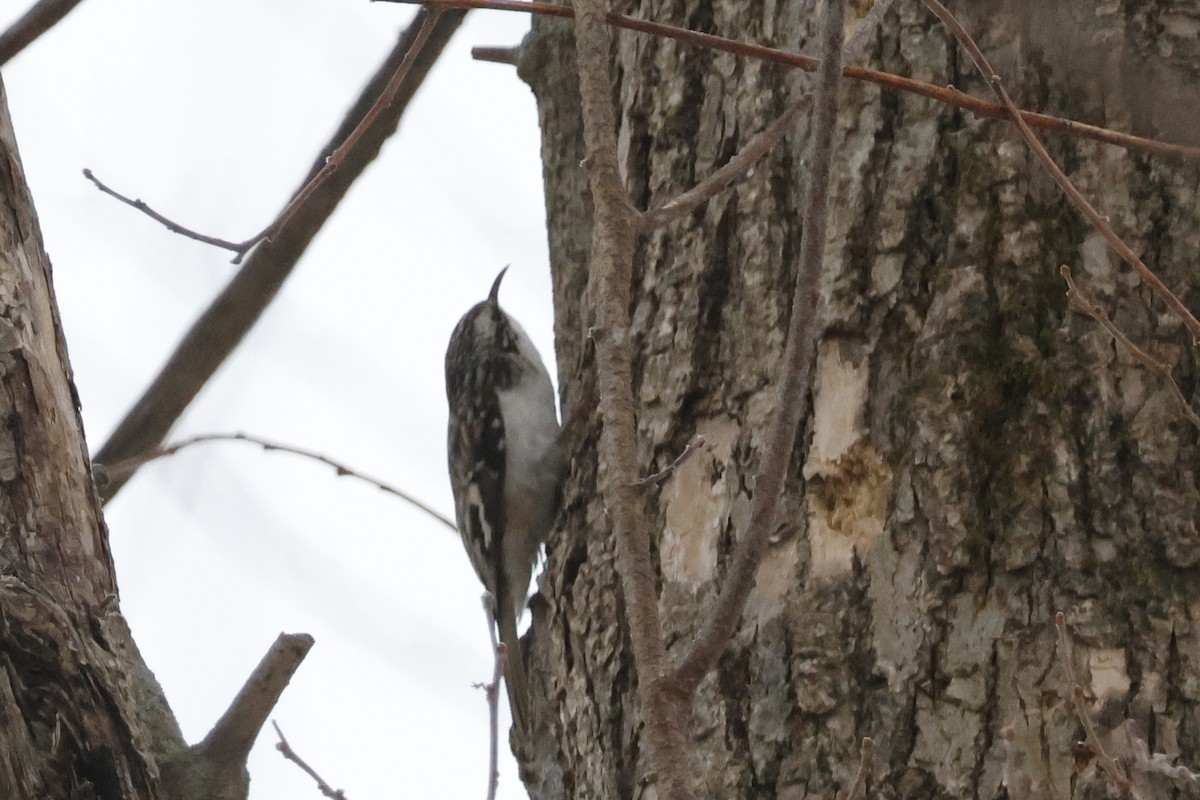 Brown Creeper - ML652201445