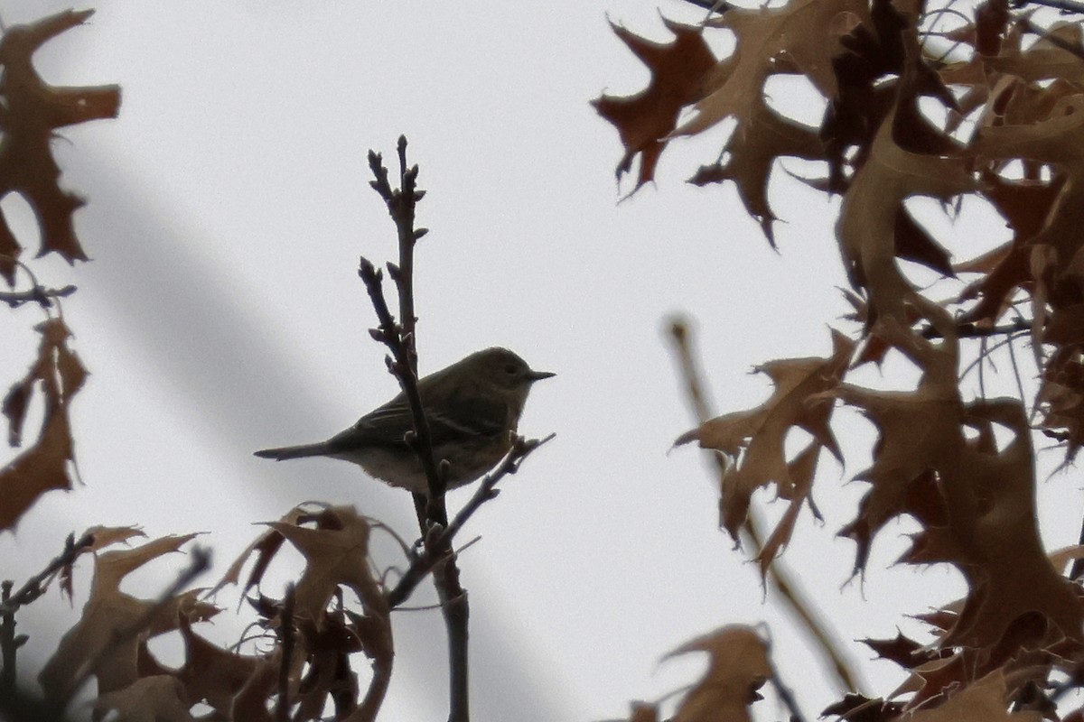 Yellow-rumped Warbler (Myrtle) - ML652201448