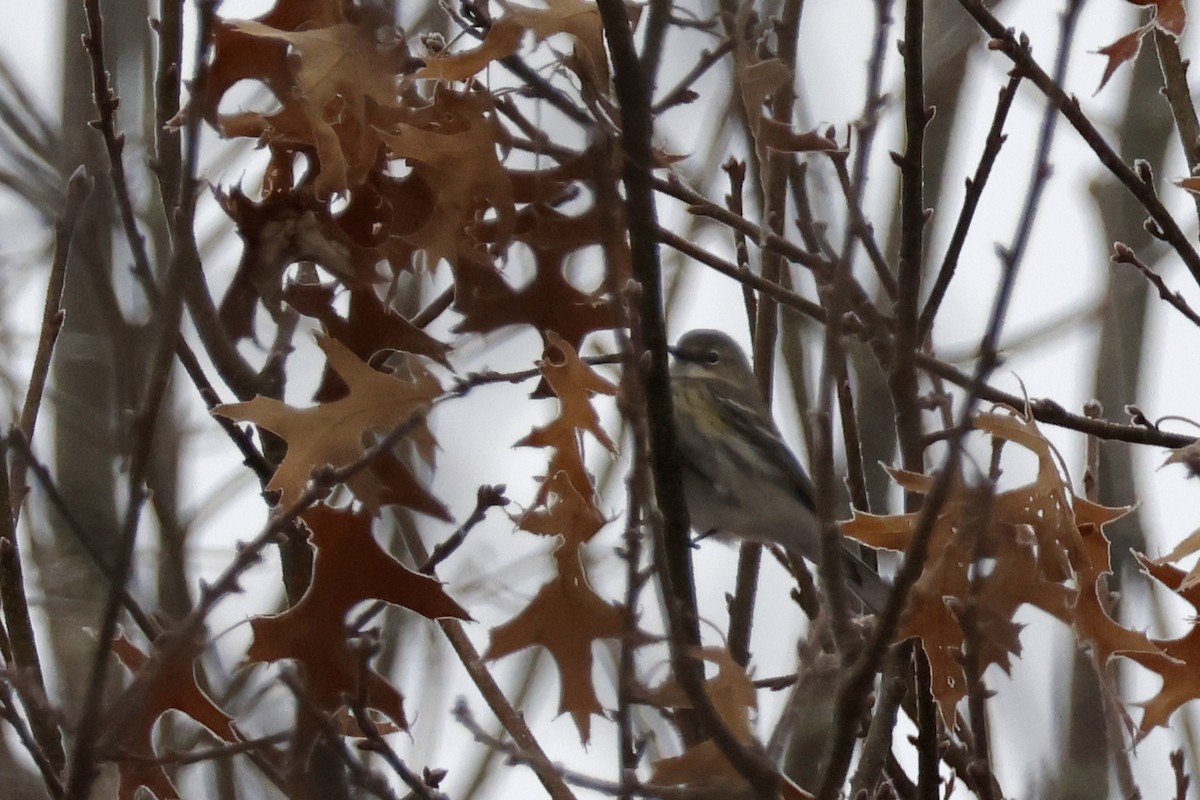 Yellow-rumped Warbler (Myrtle) - ML652201457
