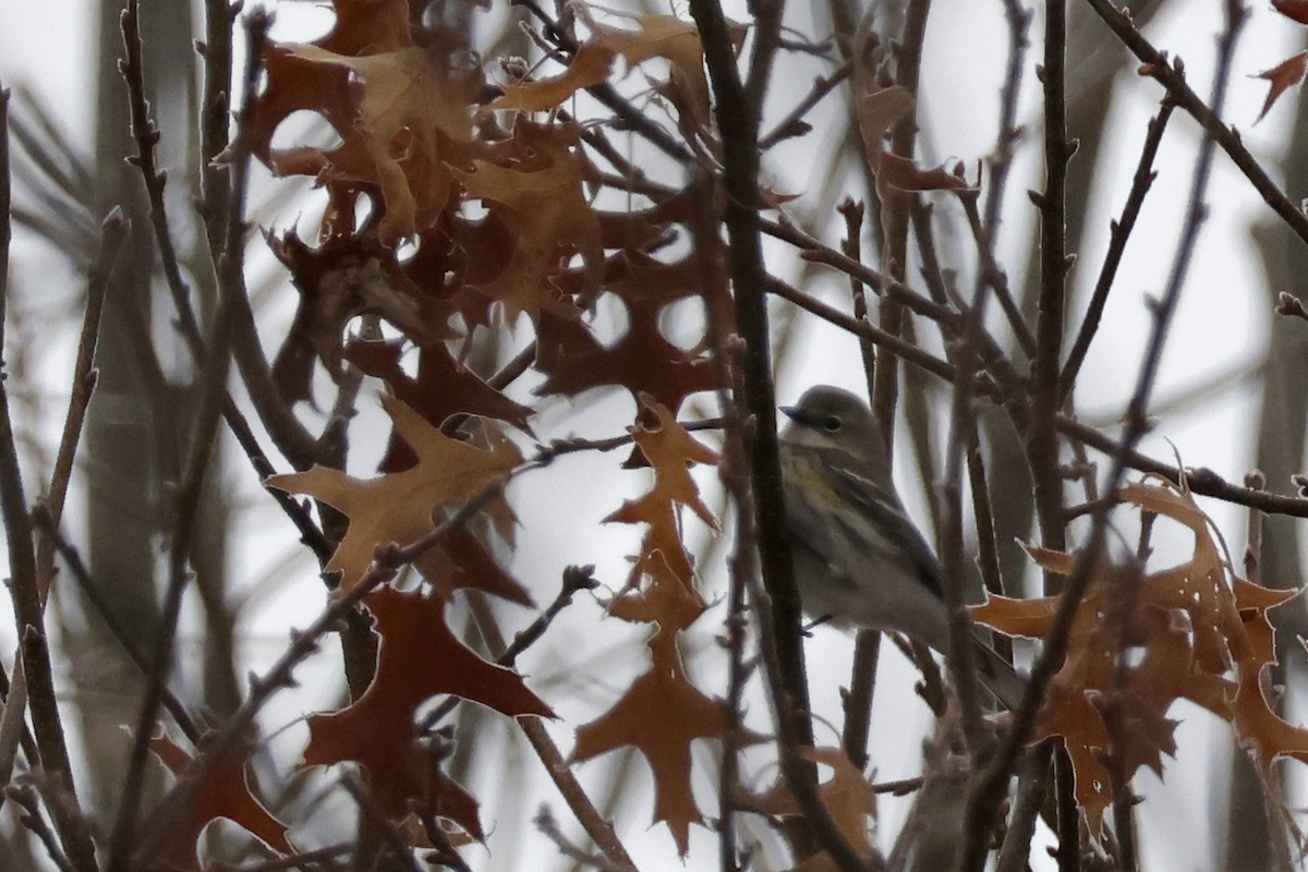Yellow-rumped Warbler (Myrtle) - ML652201458