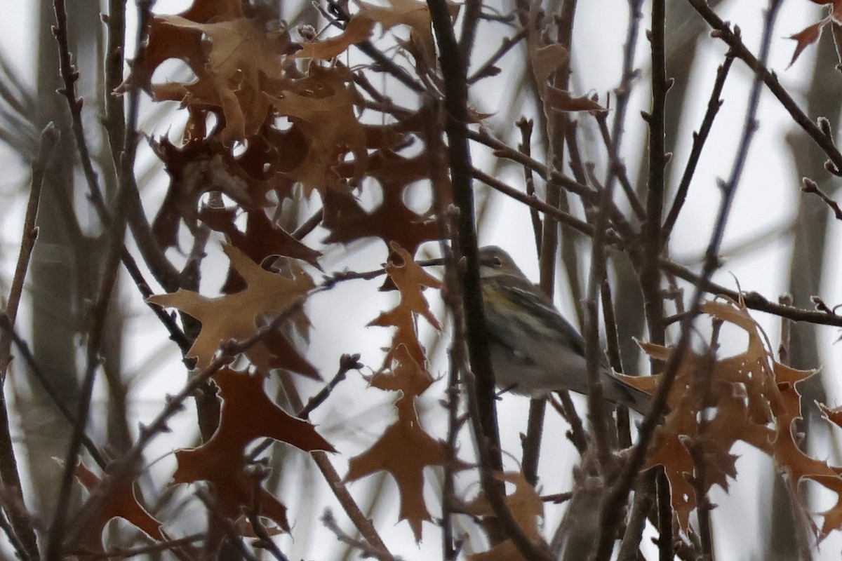 Yellow-rumped Warbler (Myrtle) - ML652201459