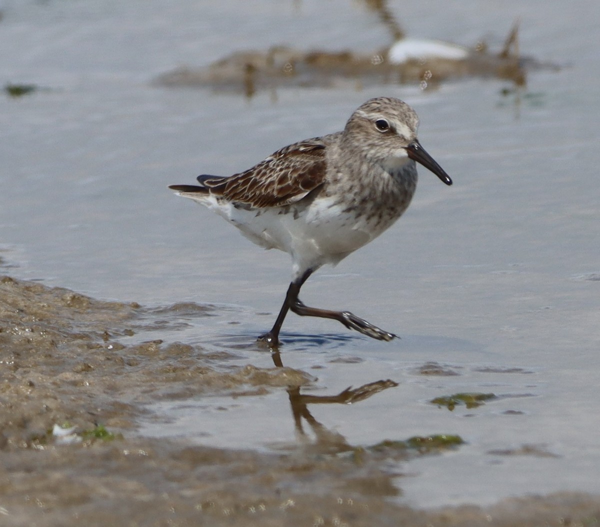 White-rumped Sandpiper - ML652201832