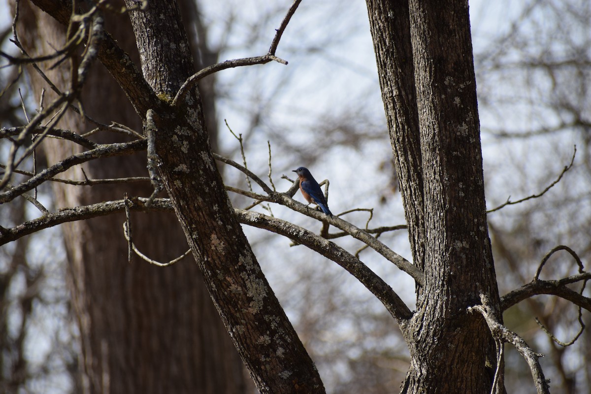 Eastern Bluebird - ML652201837