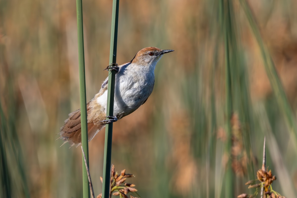 Yellow-chinned Spinetail - ML652201852