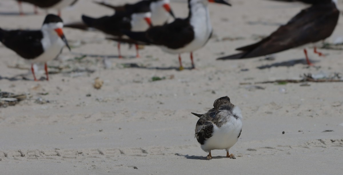 Black Skimmer - ML652201857