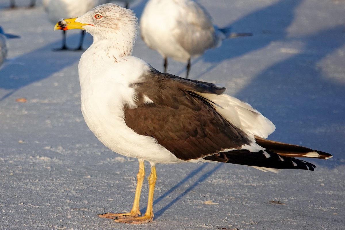 ニシセグロカモメ - ML652201888