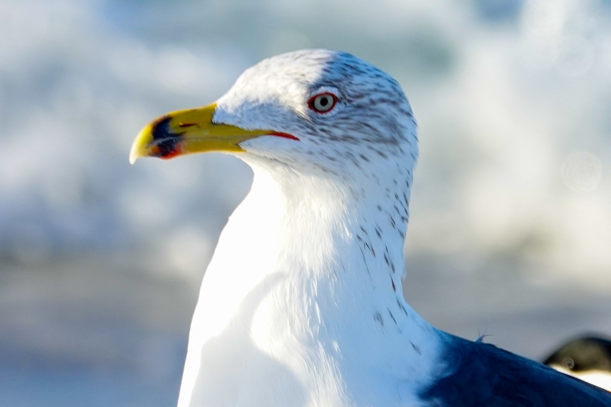 ニシセグロカモメ - ML652201893