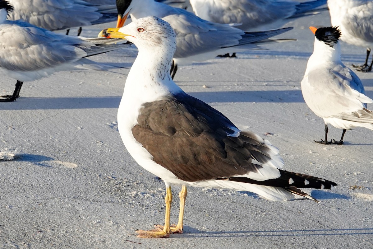 ニシセグロカモメ - ML652201899