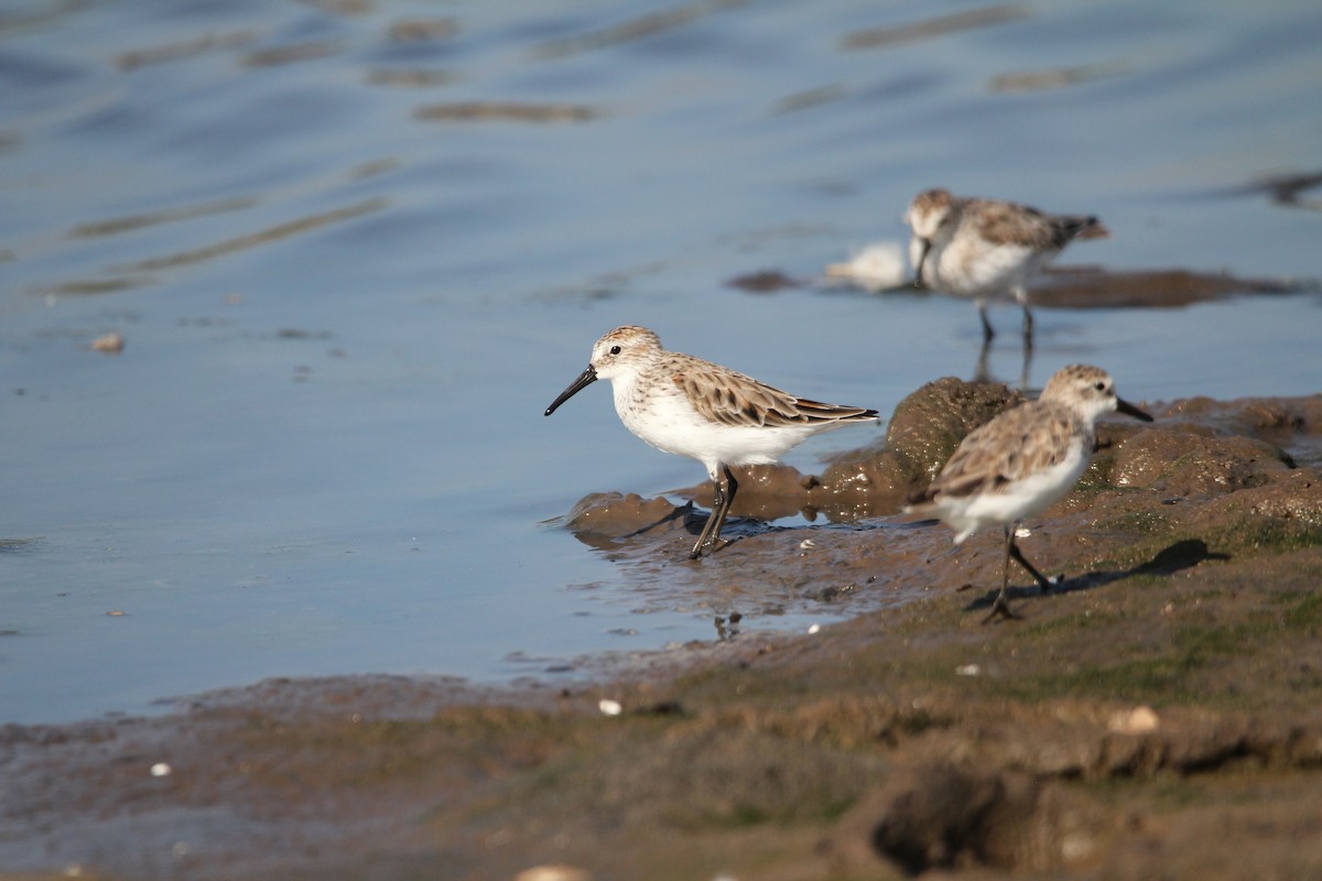 Alaska Kumkuşu - ML652201908