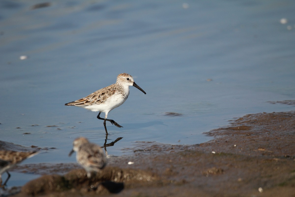 Alaska Kumkuşu - ML652201909