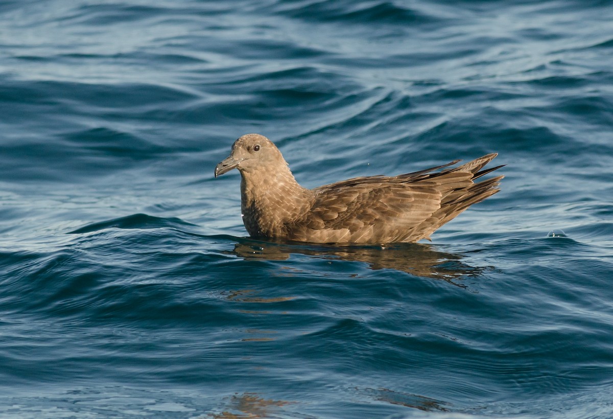 South Polar Skua - Alix d'Entremont