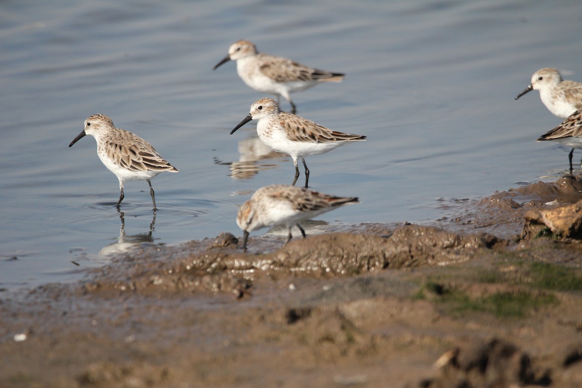 Alaska Kumkuşu - ML652201910