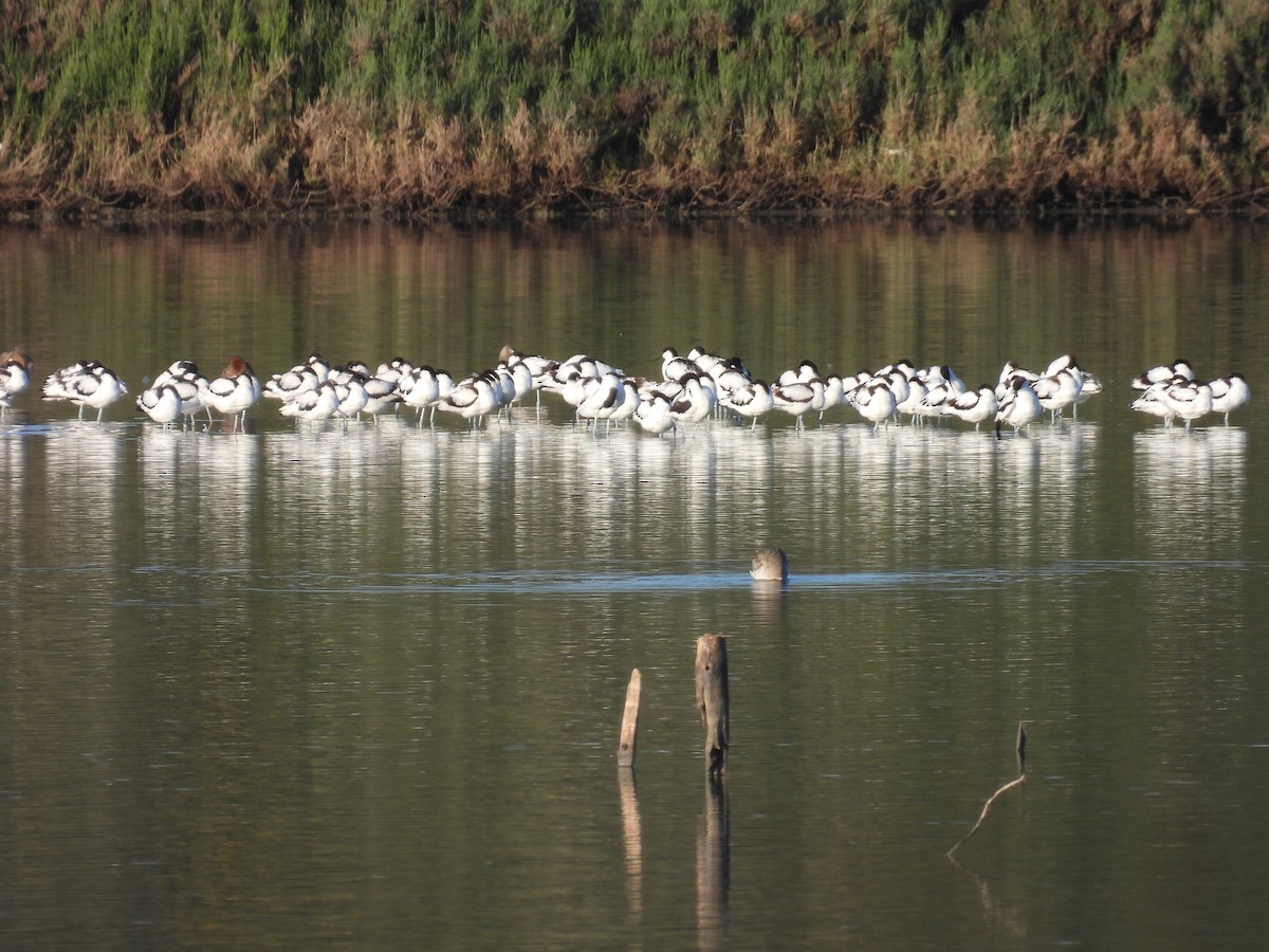 Шилоклювка - ML652202083