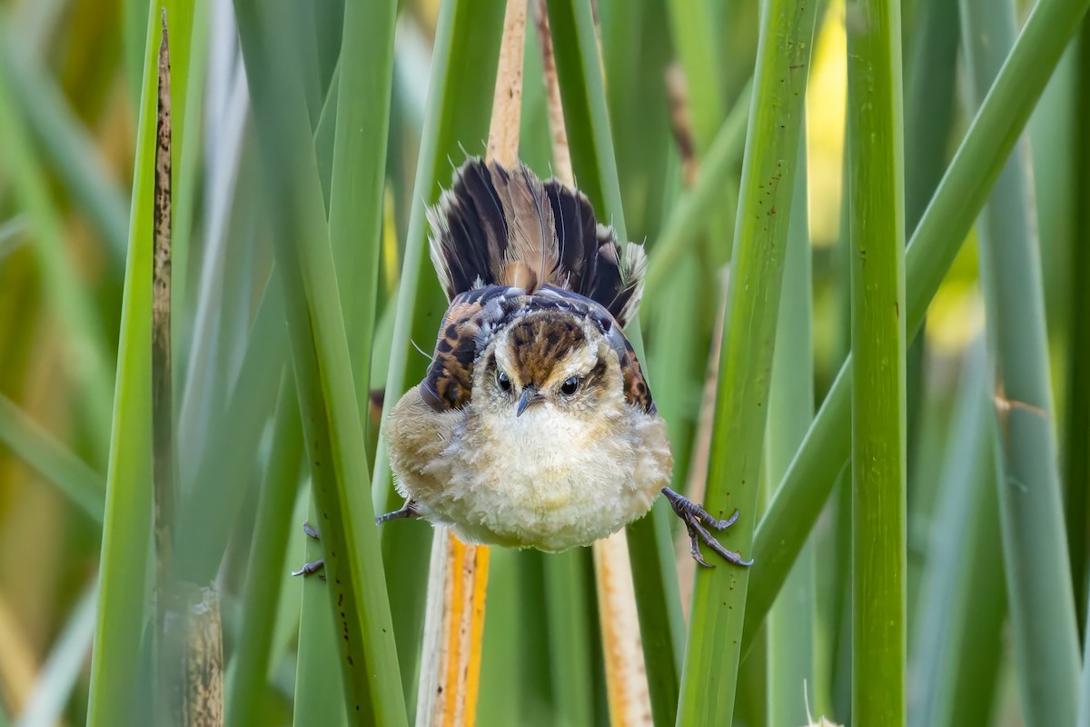 Wren-like Rushbird - ML652202129