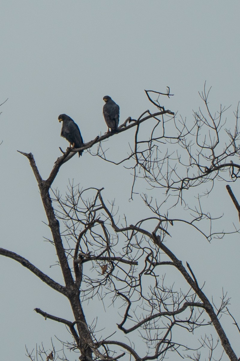 Common Black Hawk - ML652202168