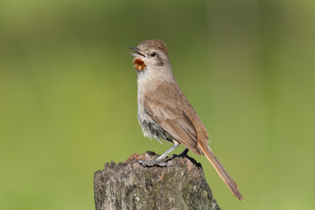 Short-billed Canastero - ML652202553