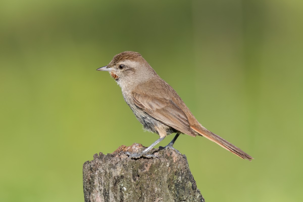 Short-billed Canastero - ML652202554