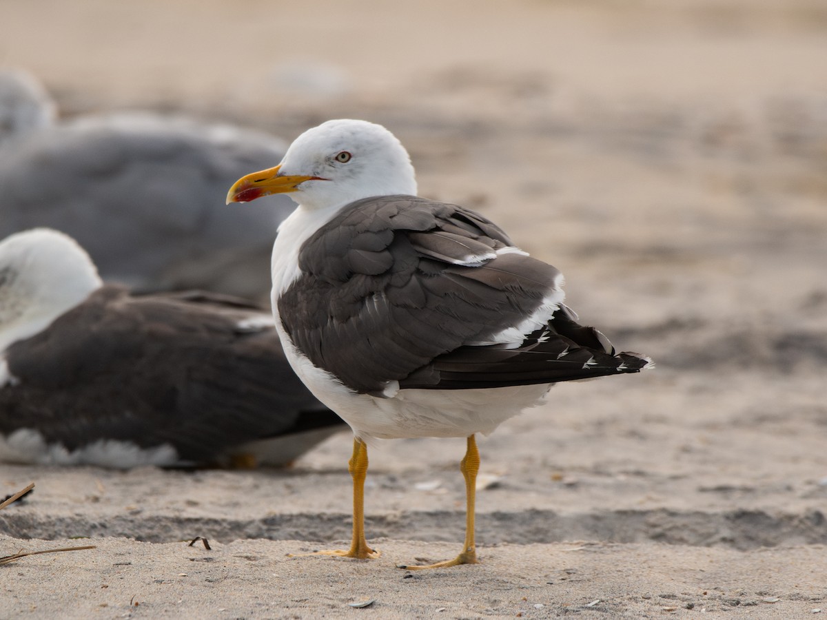 ニシセグロカモメ - ML652202739