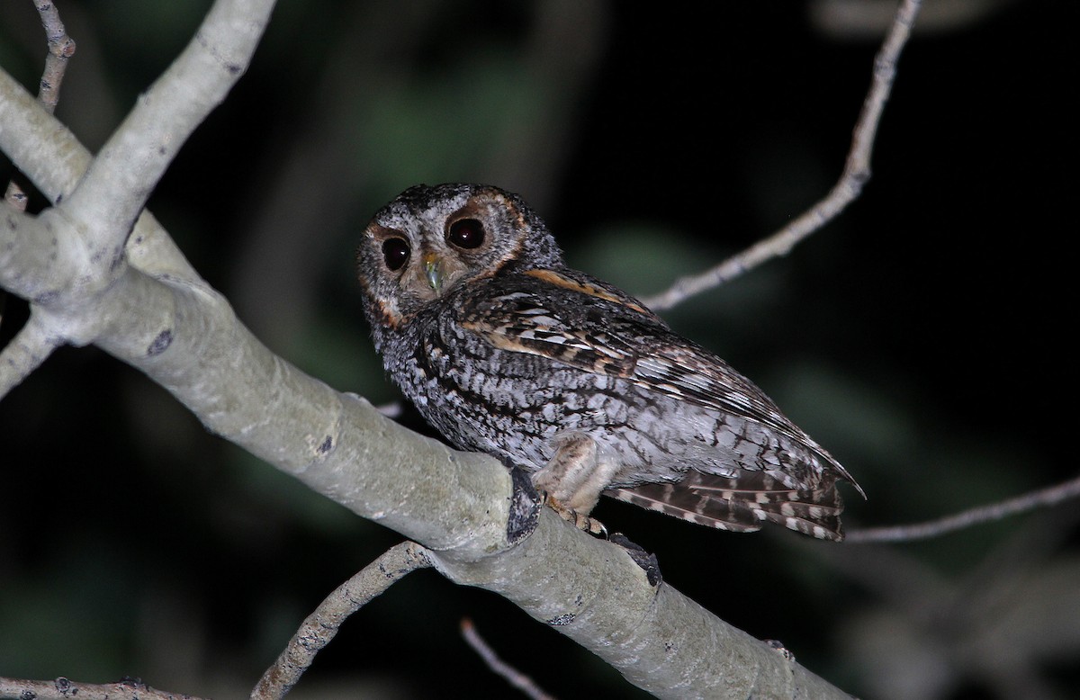 Flammulated Owl - ML652202774