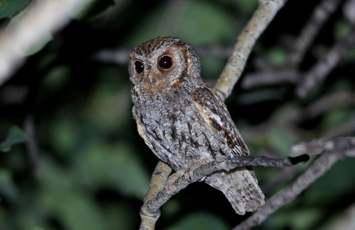 Flammulated Owl - ML652202775