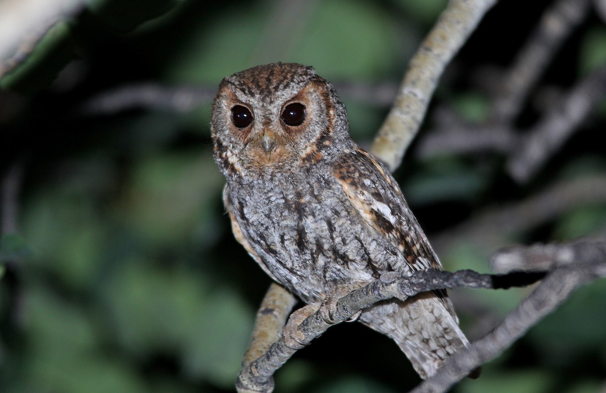 Flammulated Owl - ML652202776