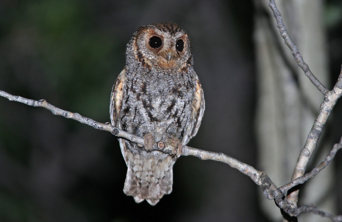 Flammulated Owl - ML652202777