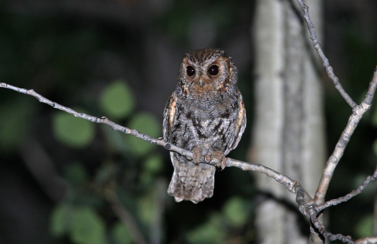 Flammulated Owl - ML652202778