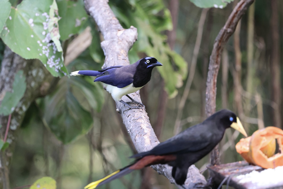 Black-chested Jay - ML652202795