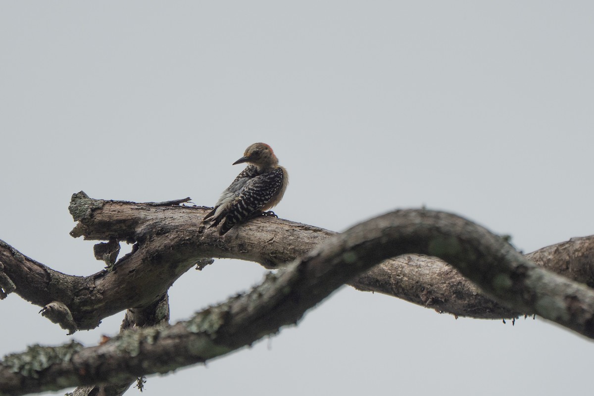 Red-crowned Woodpecker - ML652202863
