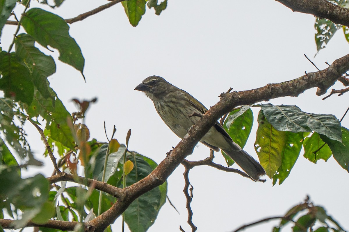 Streaked Saltator - ML652202873