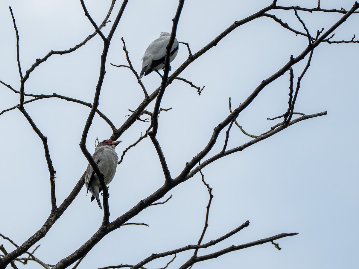 Masked Tityra - ML652202878