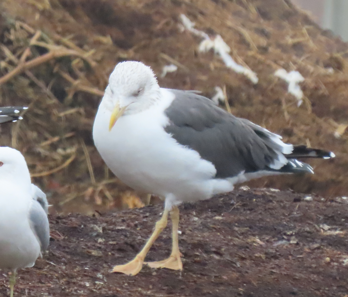 ニシセグロカモメ - ML652202985