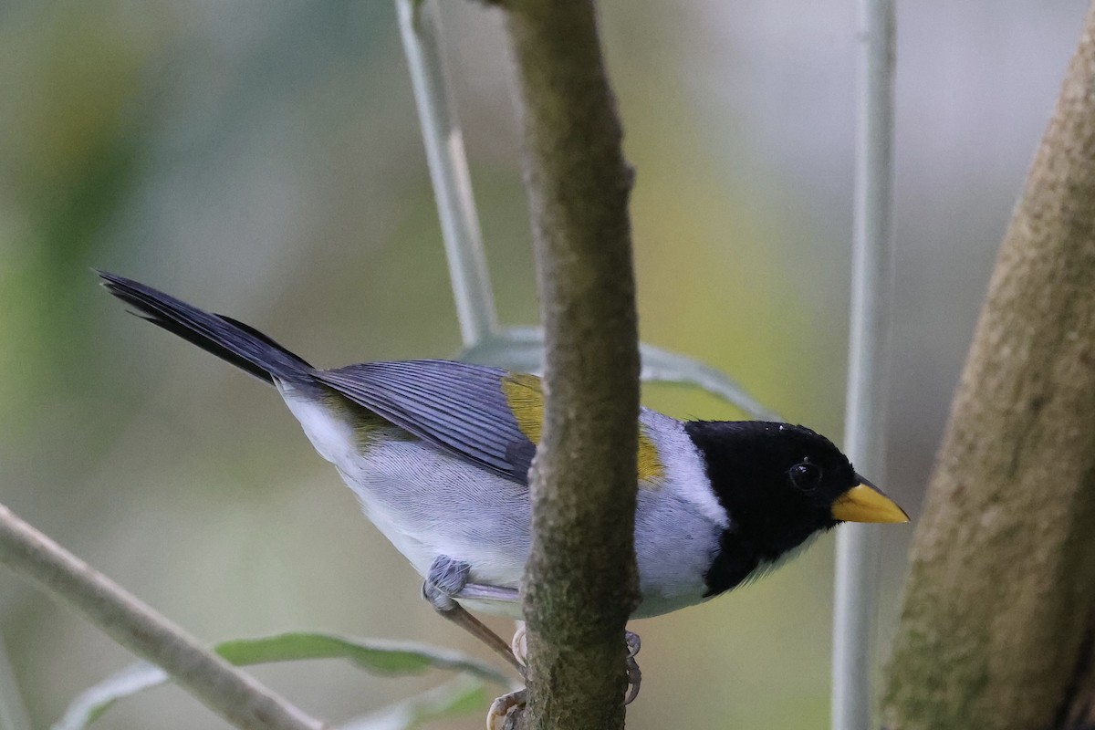 Golden-winged Sparrow - ML652203230