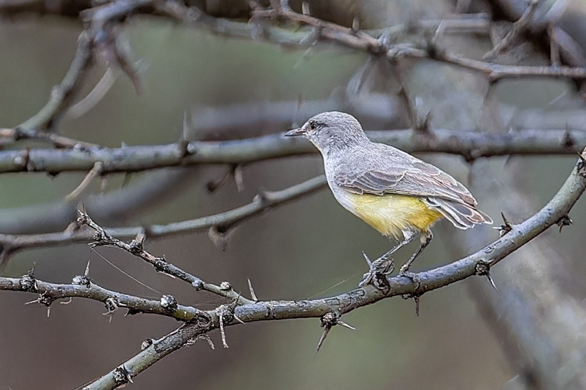 Yellow-bellied Eremomela - ML652203246