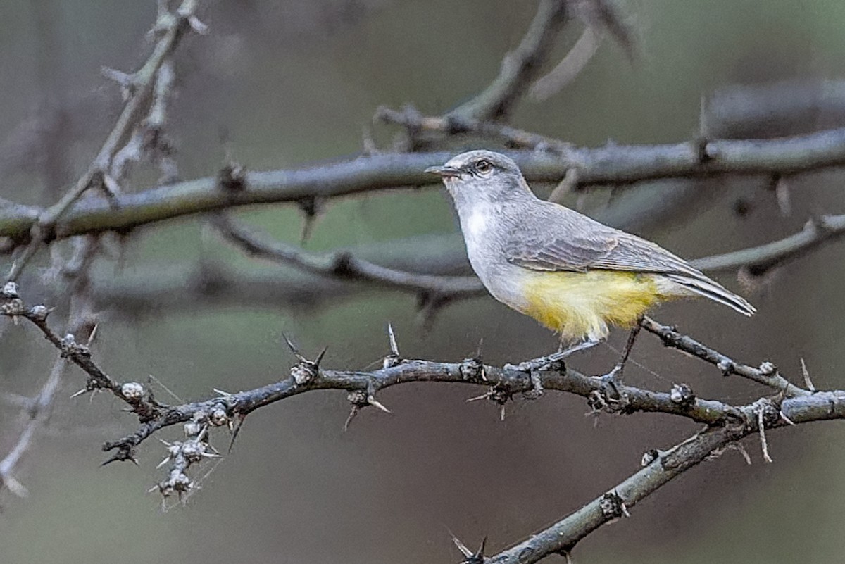 Yellow-bellied Eremomela - ML652203247