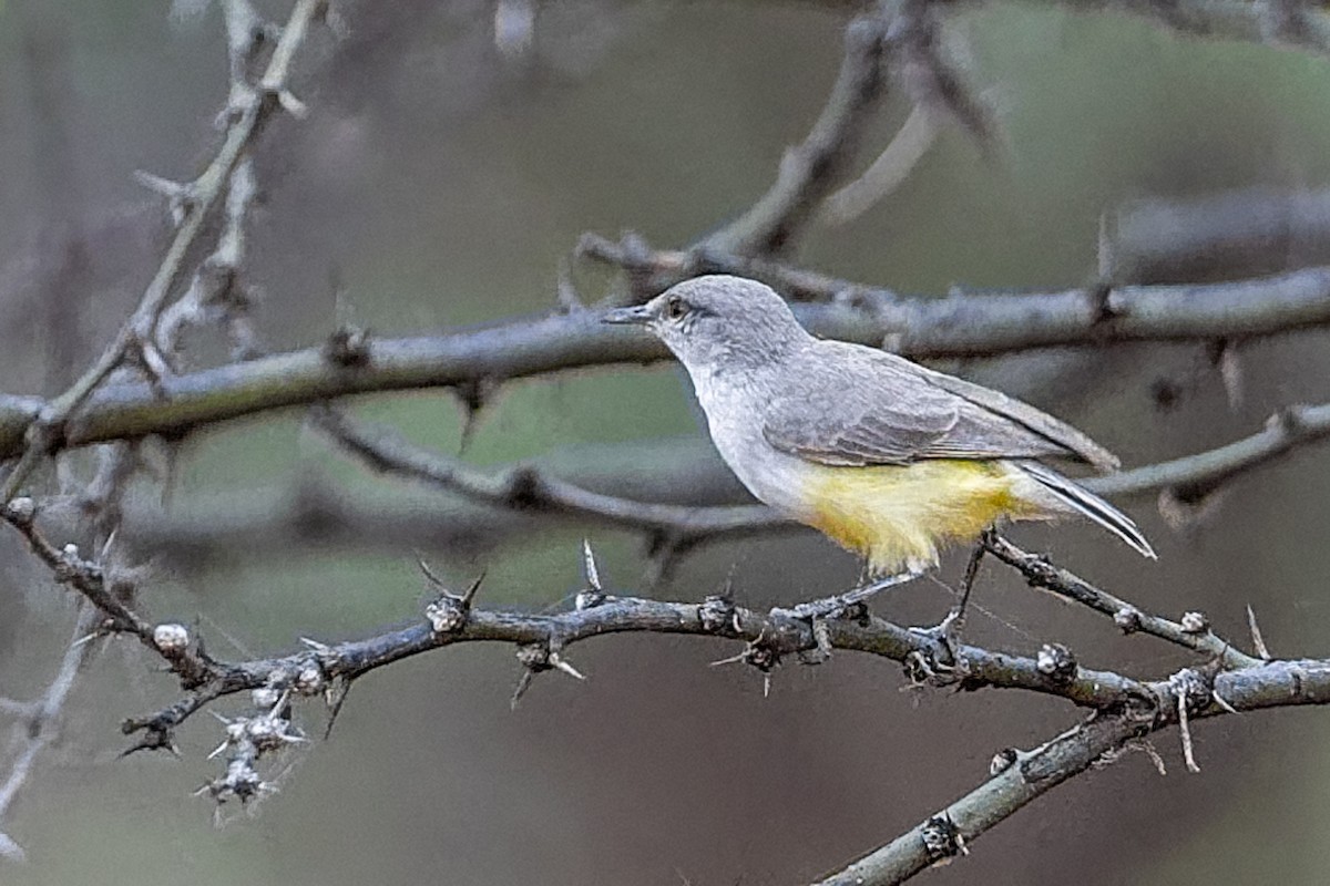 Yellow-bellied Eremomela - ML652203248