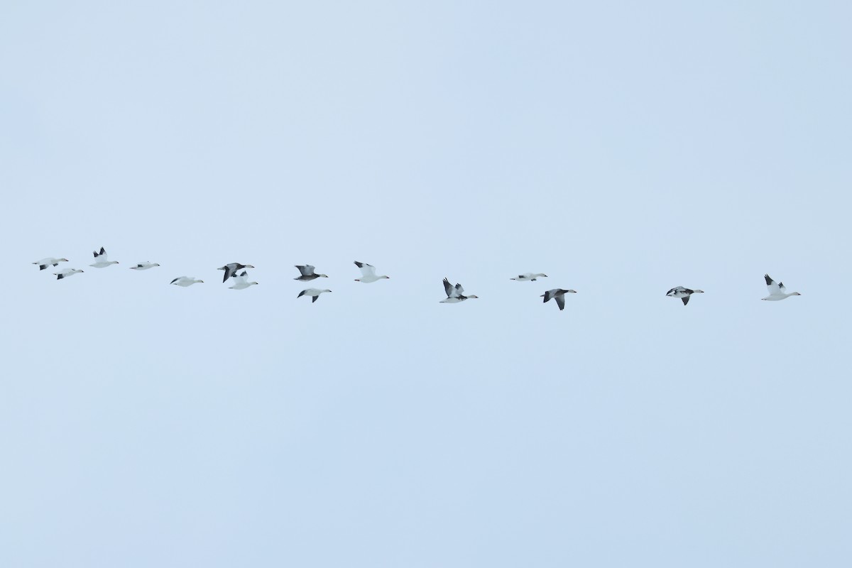 husa sněžní - ML652203289