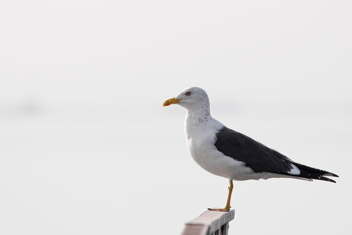 ニシセグロカモメ（intermedius） - ML652203298