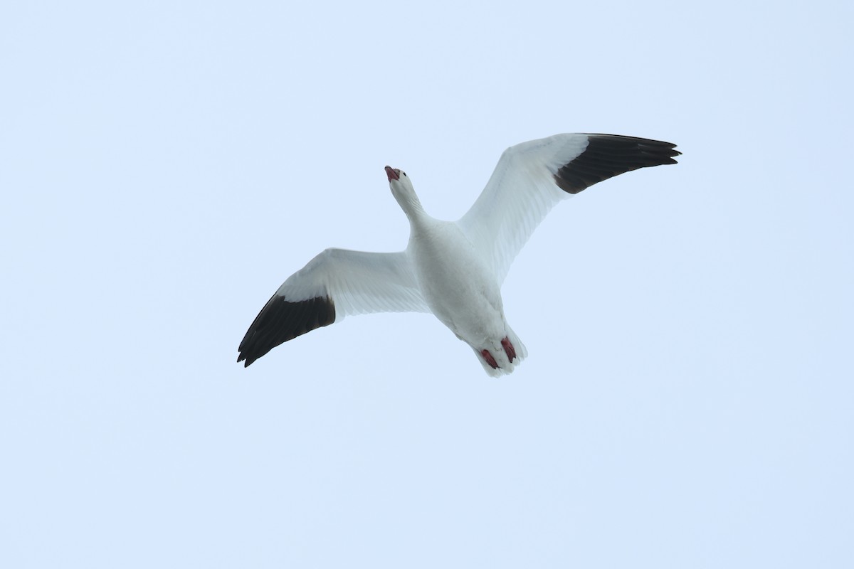 husa bělostná - ML652203317