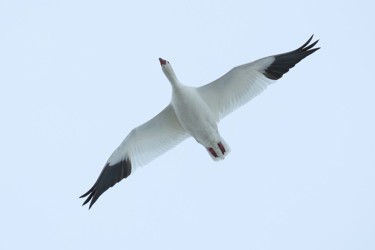 husa bělostná - ML652203320