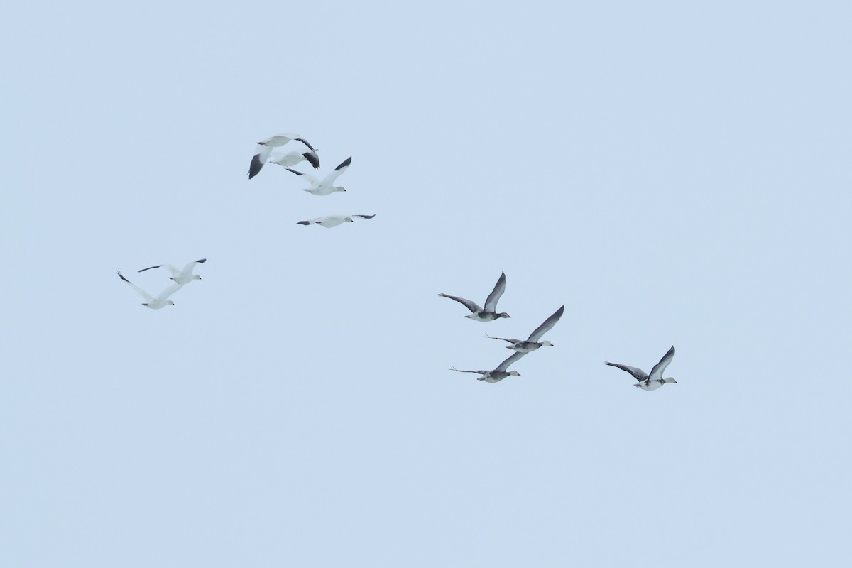 husa sněžní - ML652203359