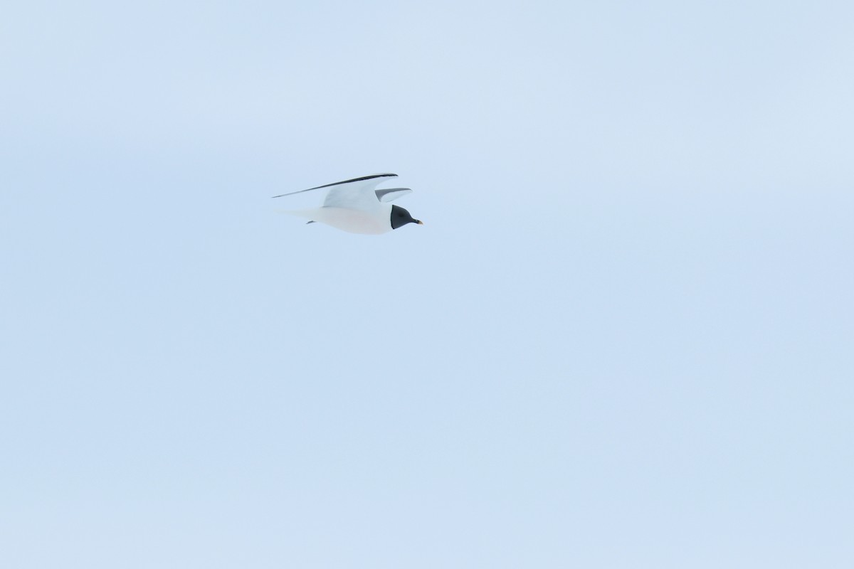 racek Sabinův - ML652203416