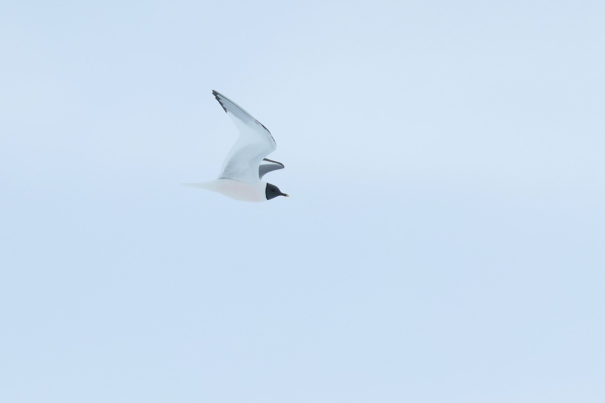 racek Sabinův - ML652203418