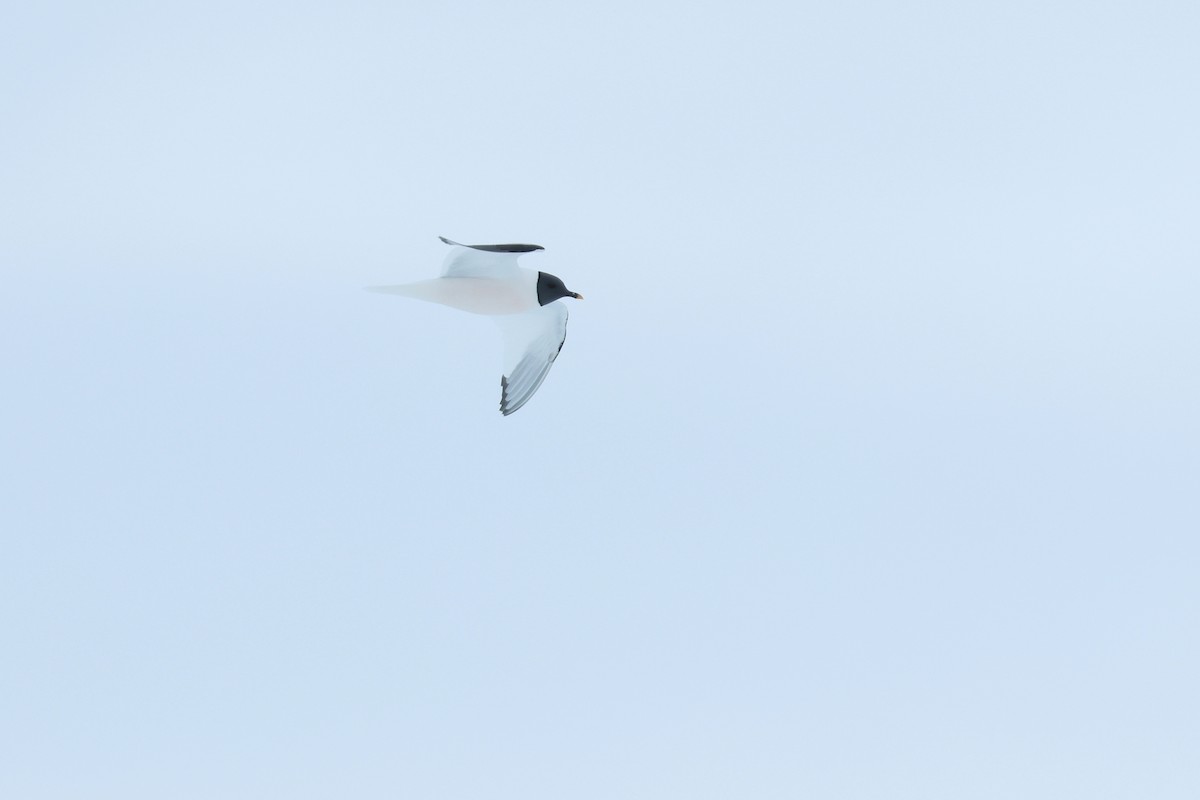 racek Sabinův - ML652203422