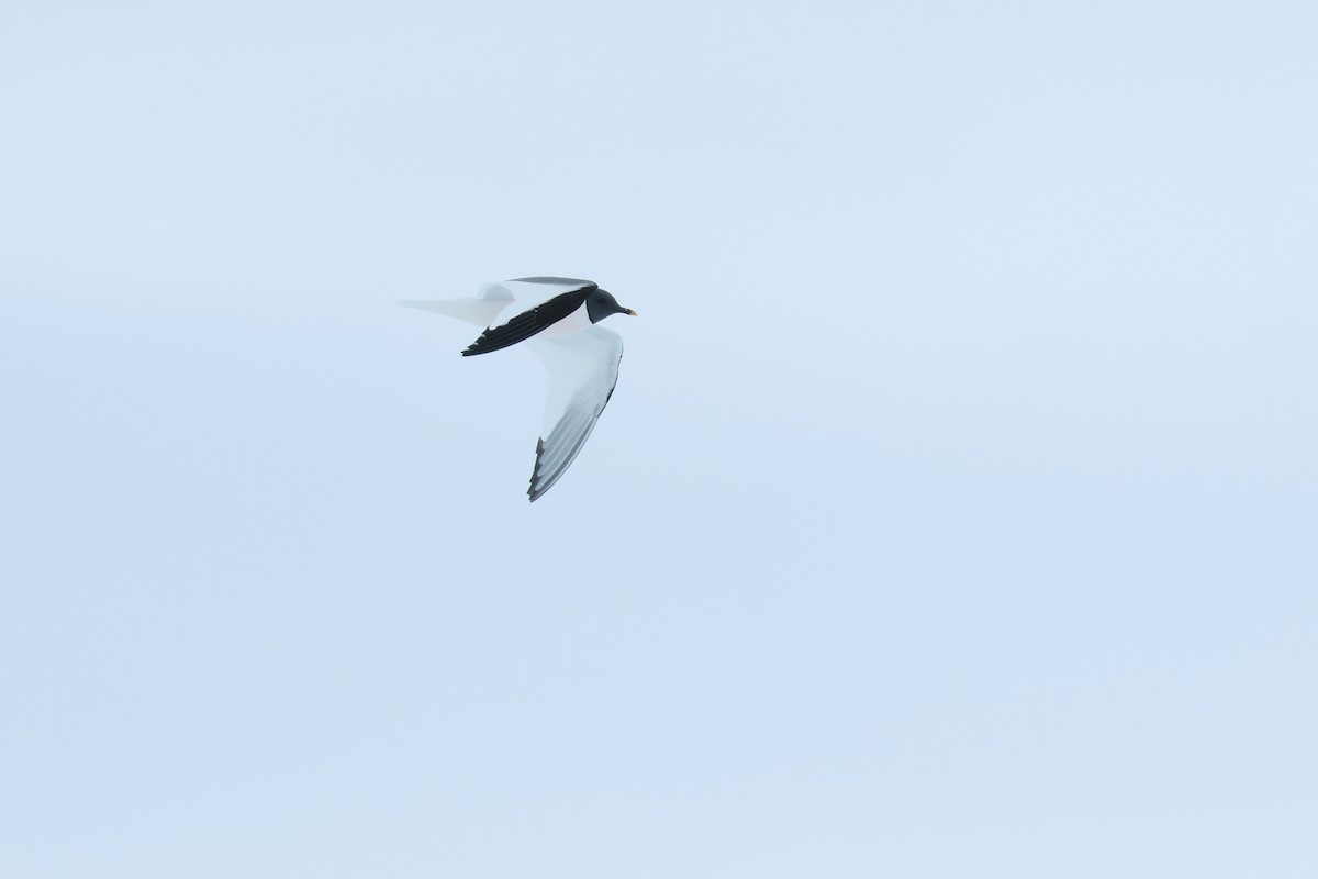 racek Sabinův - ML652203429