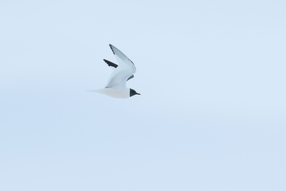 racek Sabinův - ML652203434